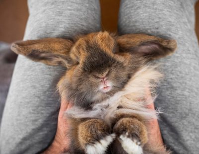 starostlivosť o zajaca v byte