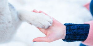 starostlivost o psie labky v zime