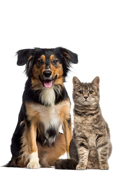 imunita psov a maciek